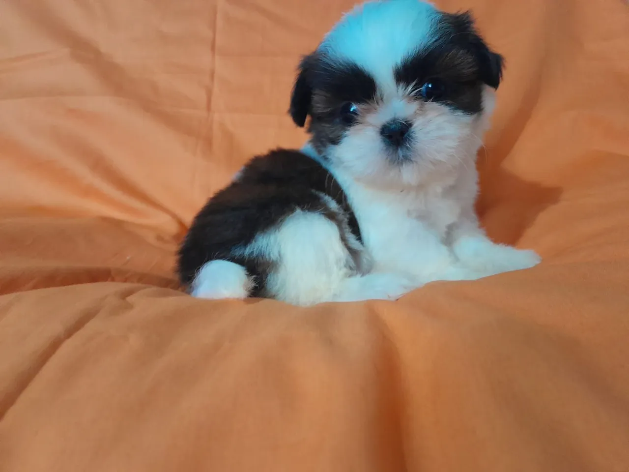 Filhote de Shih Tzu: Fofura e Companhia!