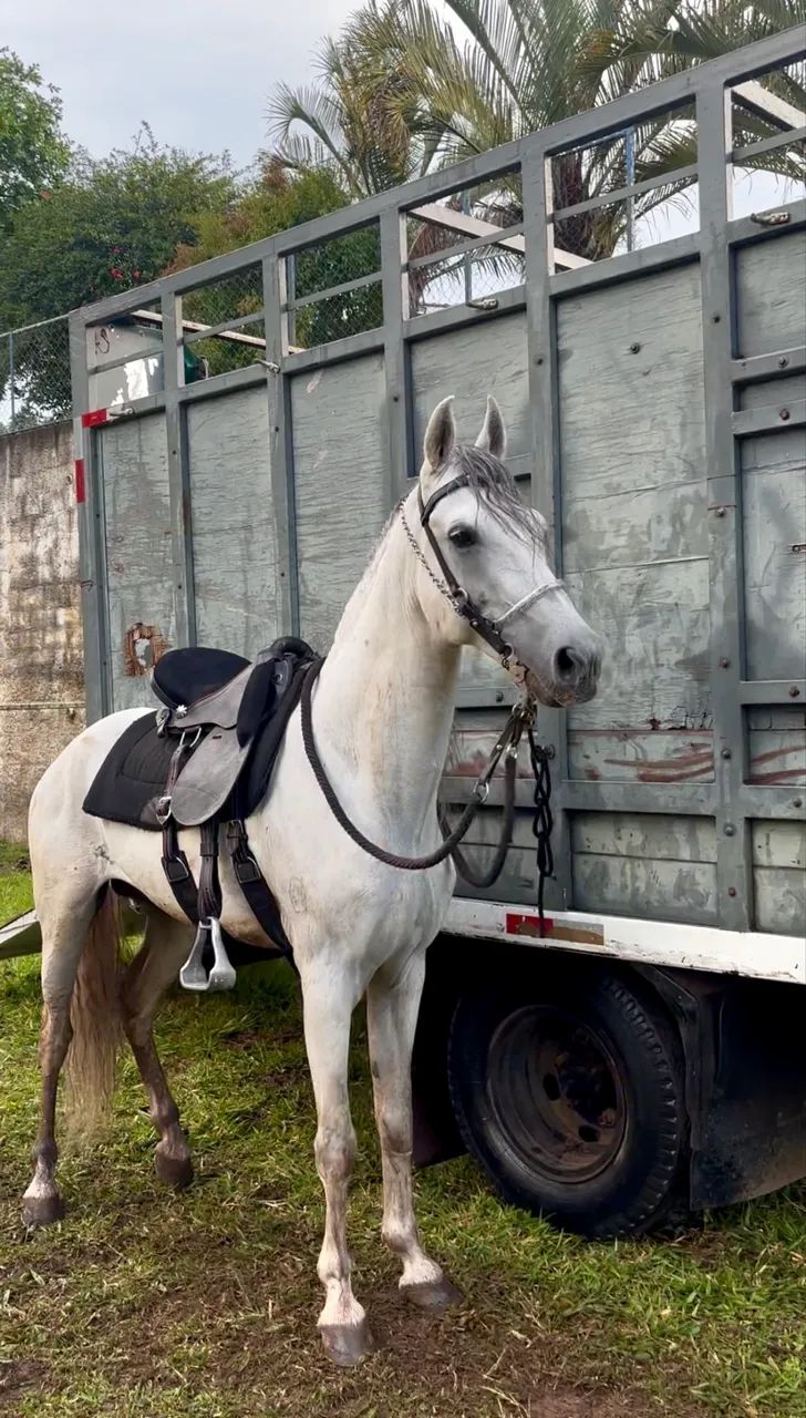 Cavalo garanhao mangalarga marchador - Foto 4