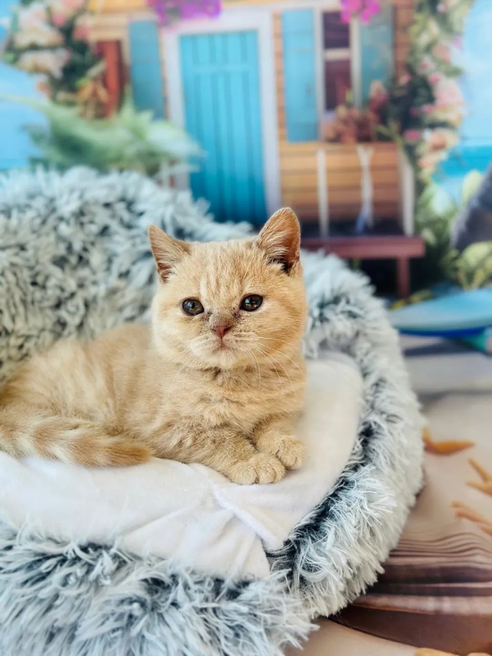British Shorthair Creme (MACHO) - Foto 3