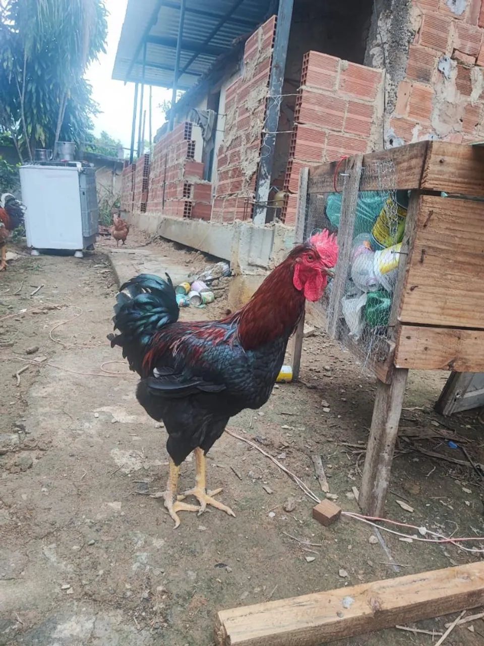 Ovos caipira melhorado. - Foto 3