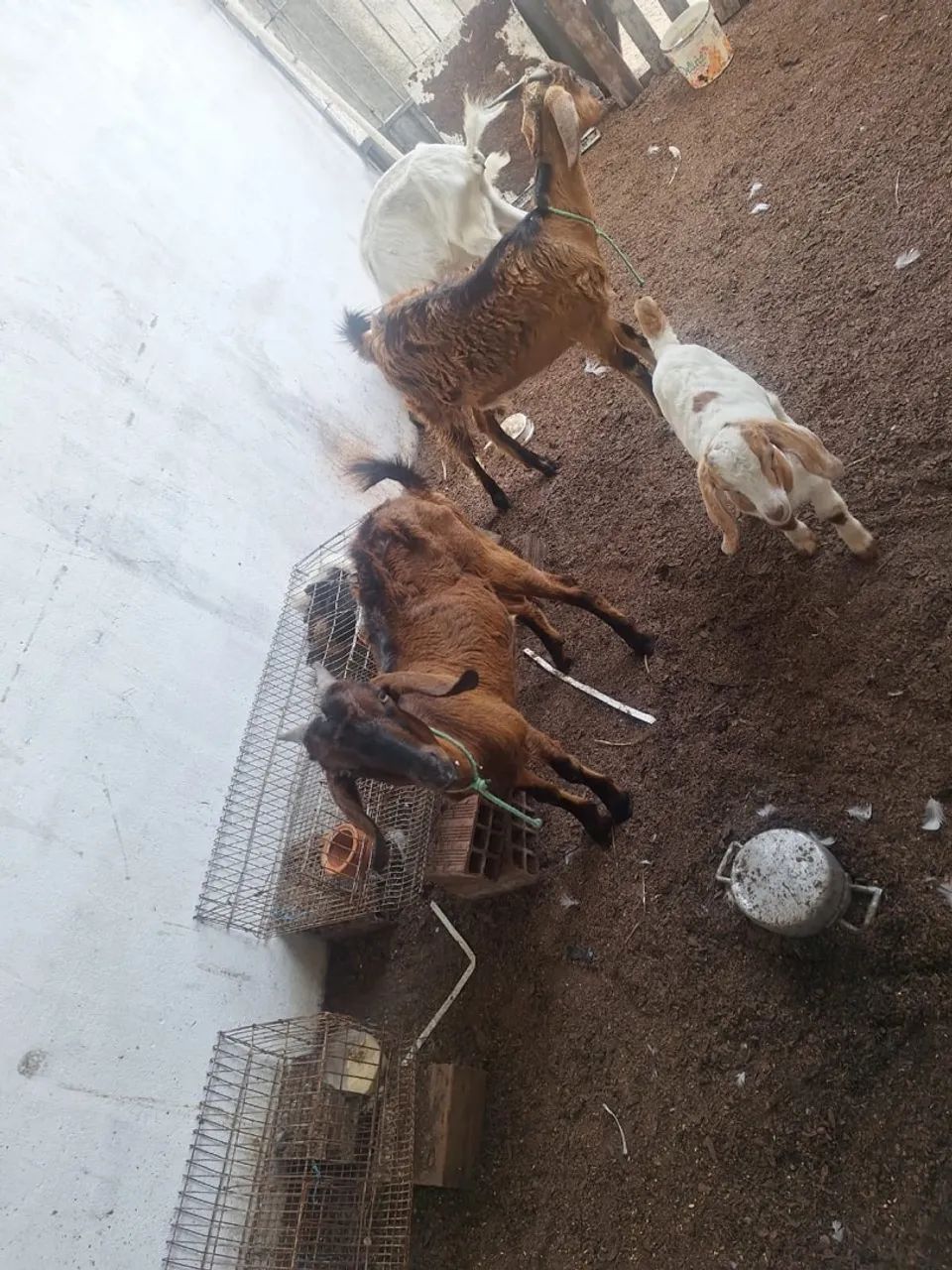 Cabra  mestiça anglo nubiana  com boe Vendo ou troco  - Foto 3