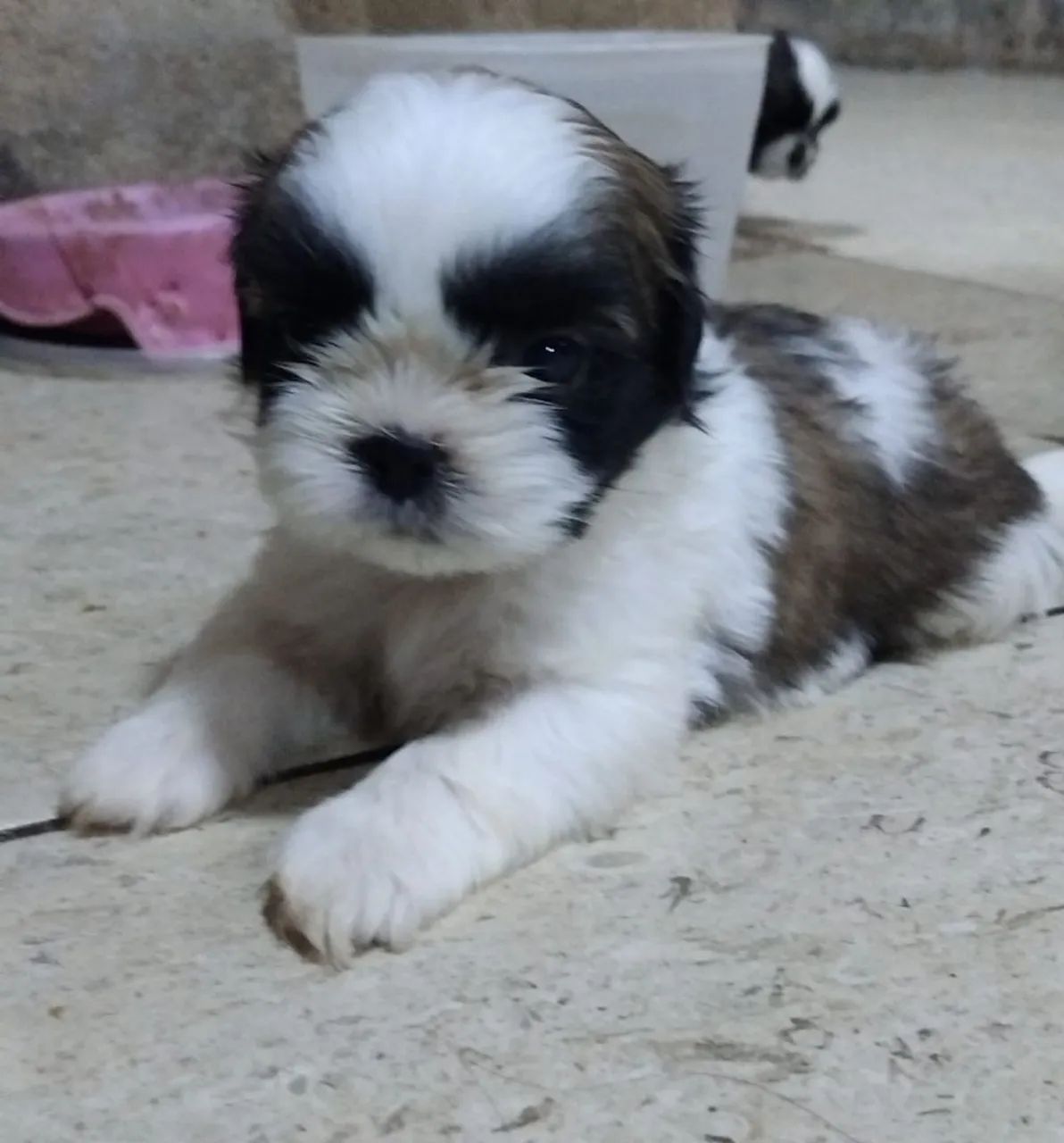 Filhote Shih Tzu - Lindíssimo - Foto 2