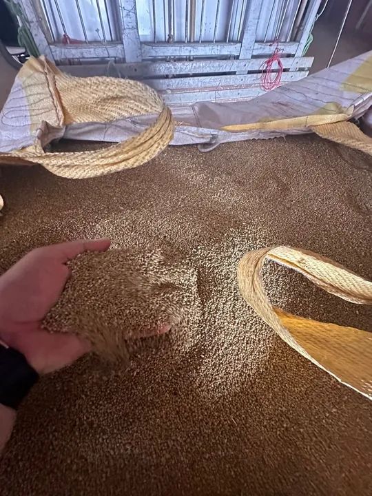 Milheto ADR 9010 - 400 toneladas - Foto 3