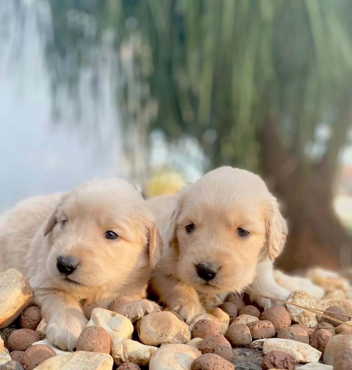 Lindos filhotes de Golden Retriever