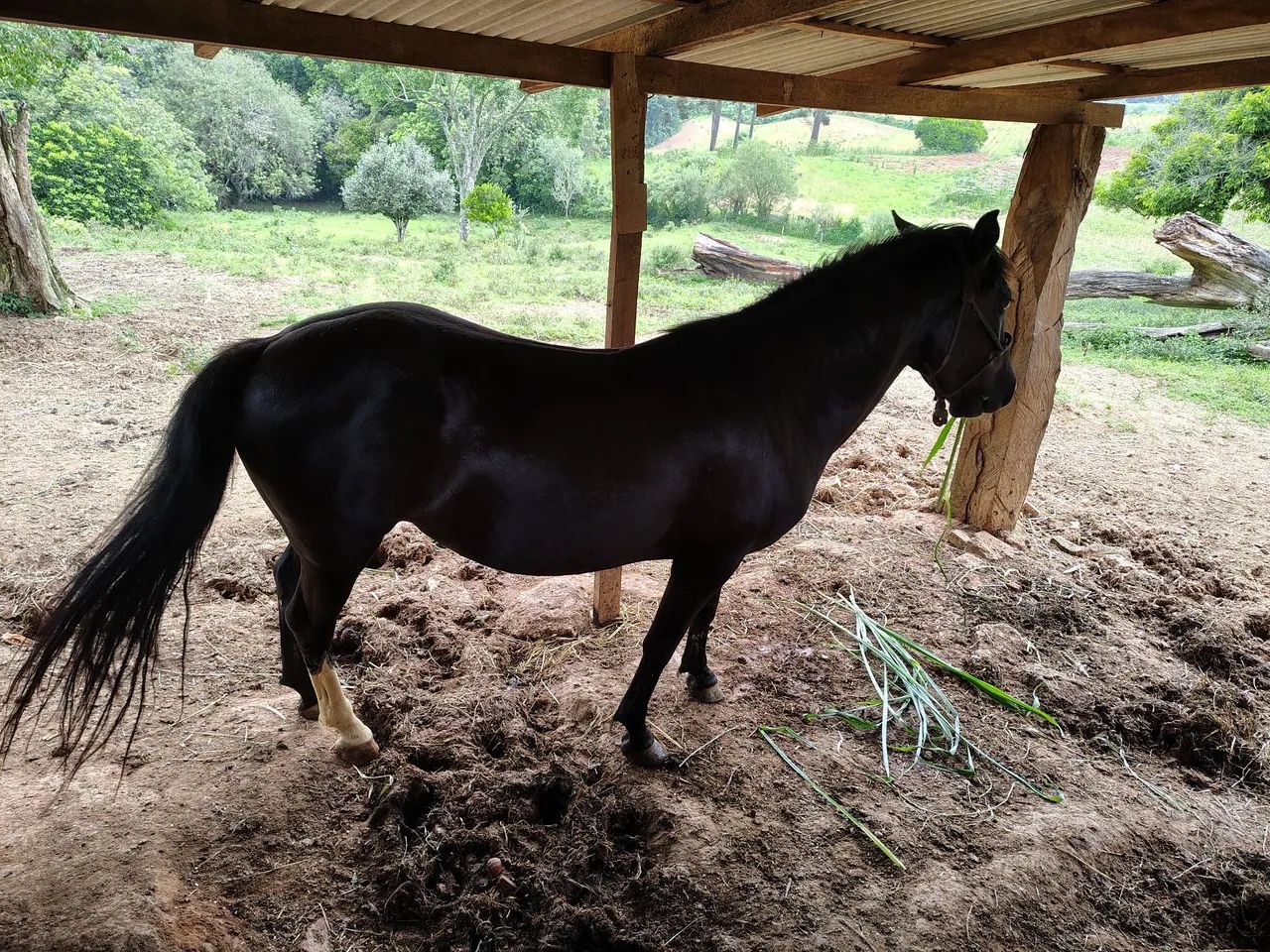 Égua mansa - Foto 4
