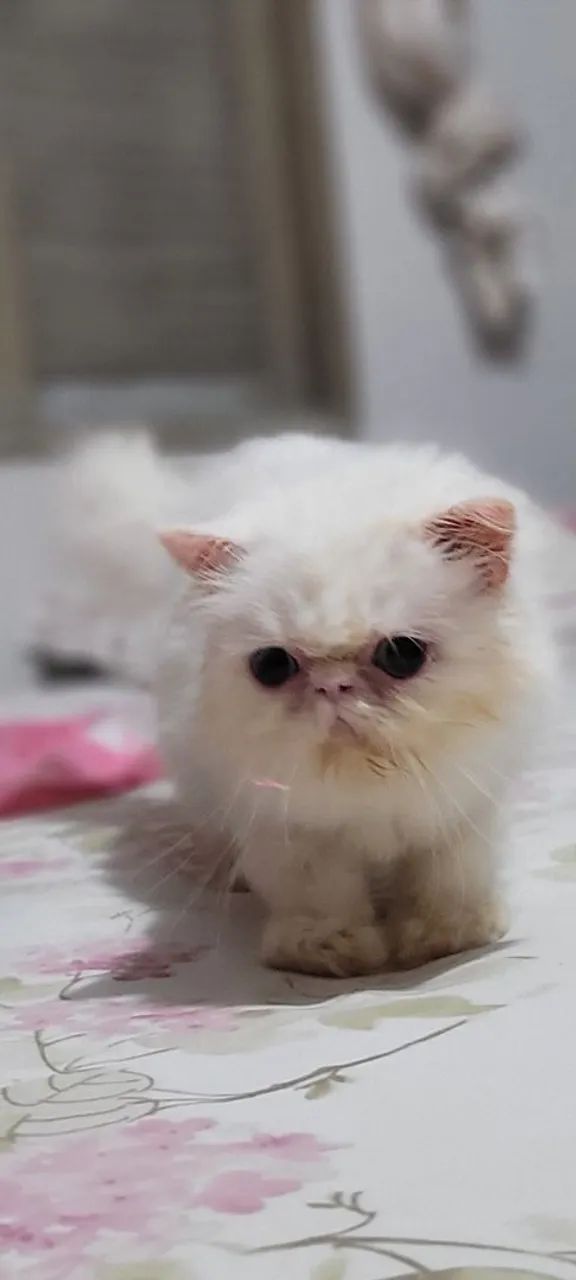 Gato persa olhos ímpares  .  - Foto 4