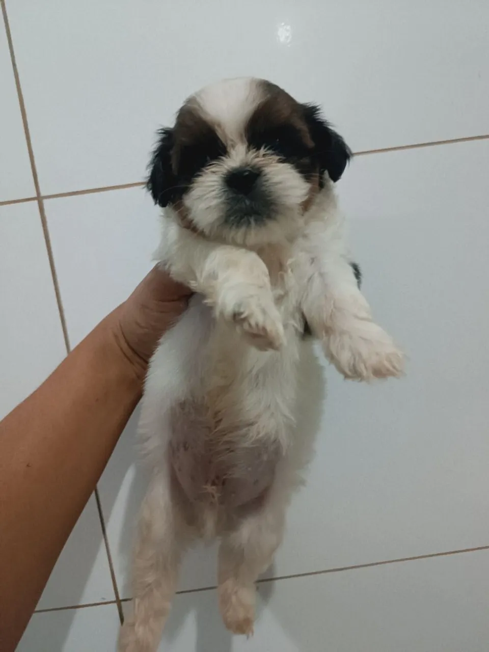 Filhote Shih Tzu
