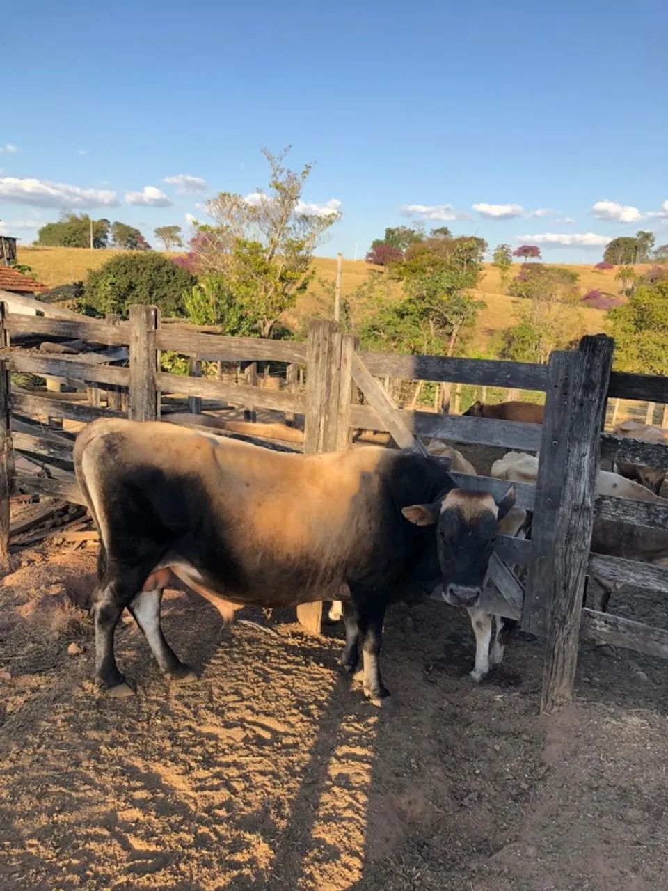 TOURO JERSEY REPRODUTOR GENETICA LEITEIRA - Foto 2