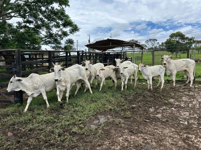 gado nelore e angus - Foto 4