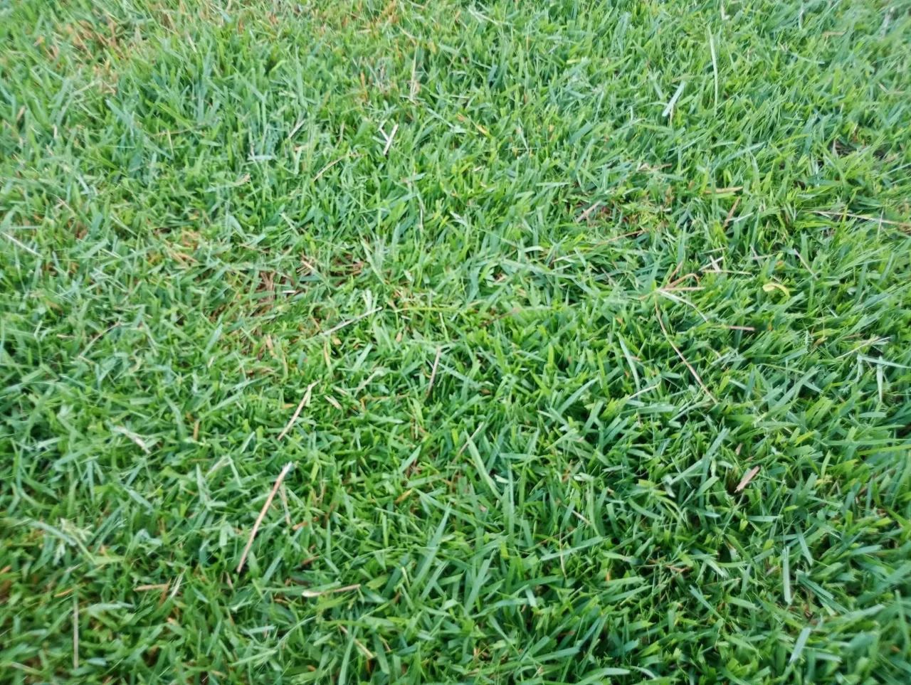 GRAMA ESMERALDA  - Foto 2