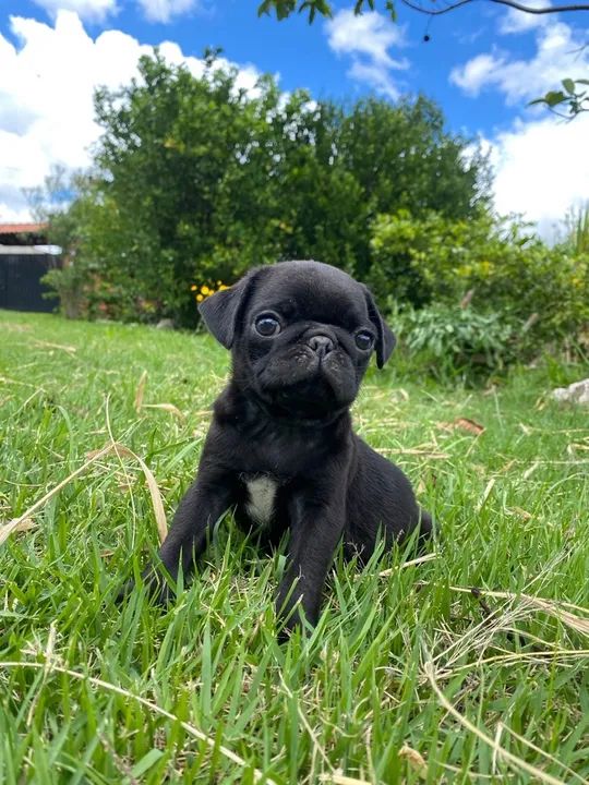 Pug - Foto 4