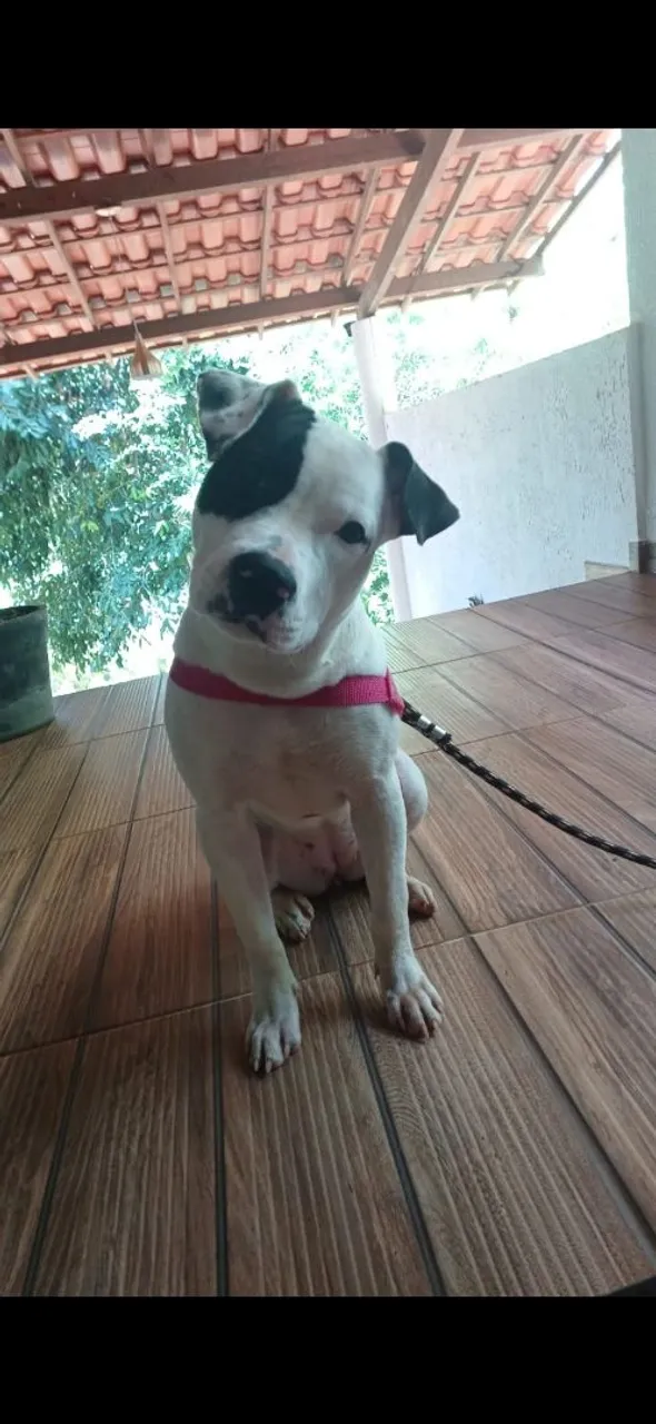 Filhote de Pitbull