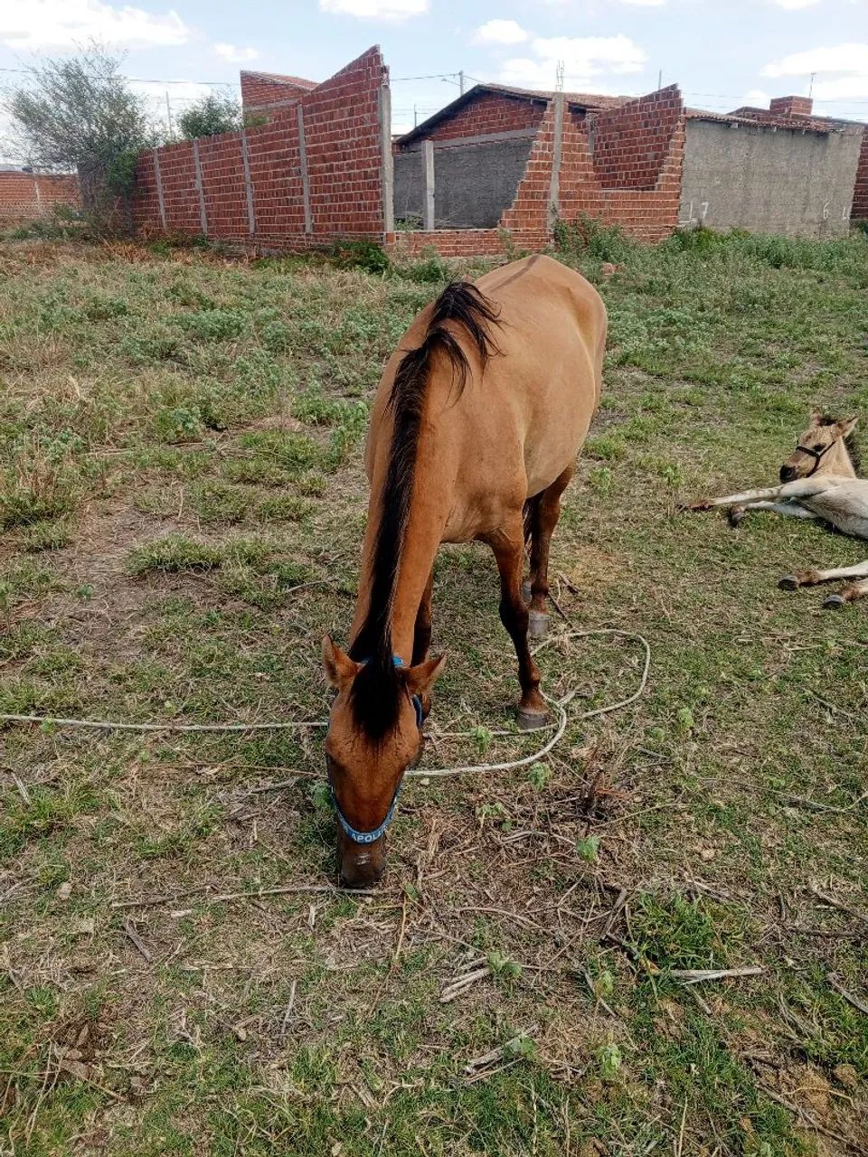 Égua mansa de sela e potra meio sangue quarto de milha égua está com suspeita de prenhez 