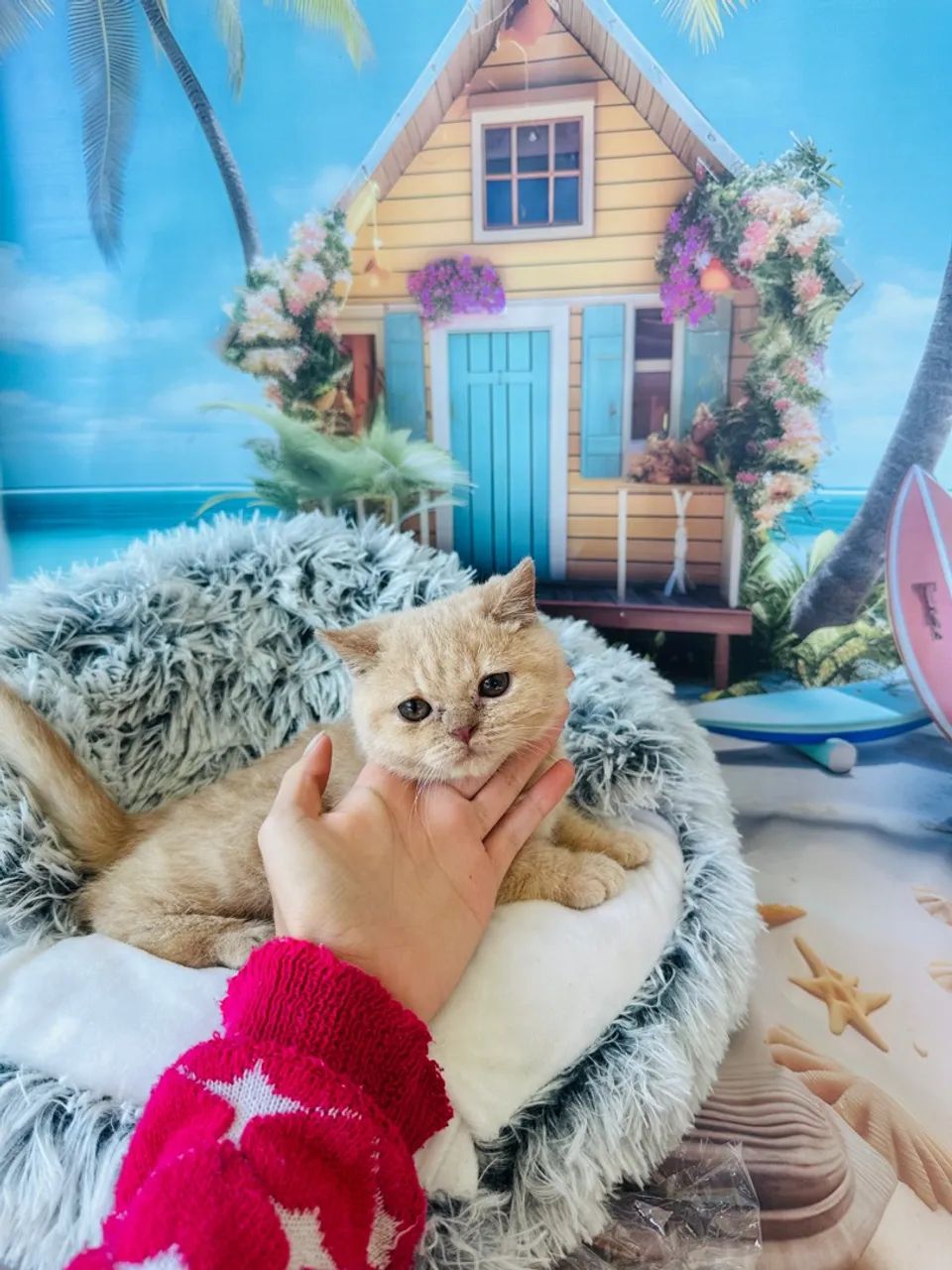 British Shorthair Creme (MACHO)