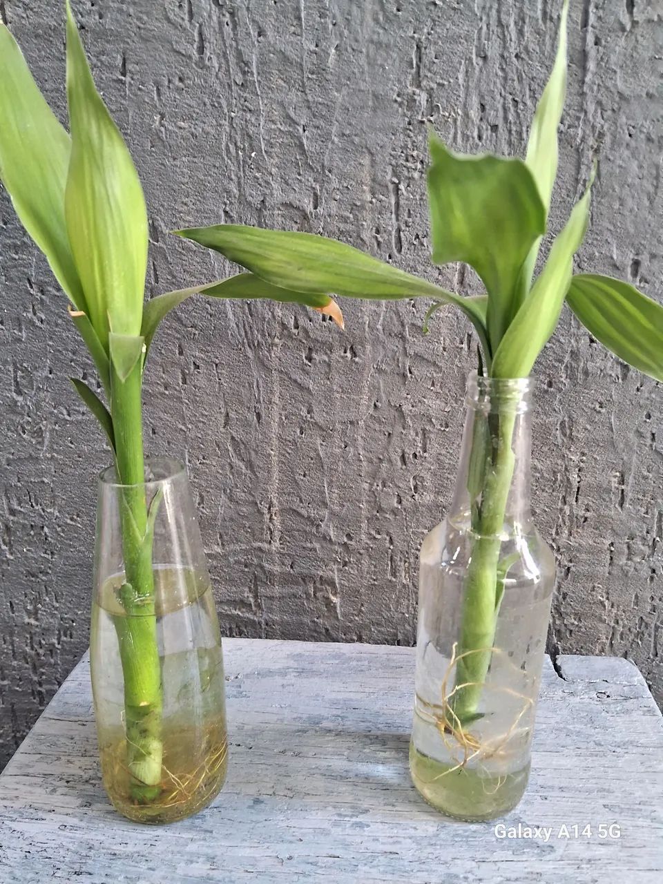 Bambu da Sorte (mudas) - Foto 3