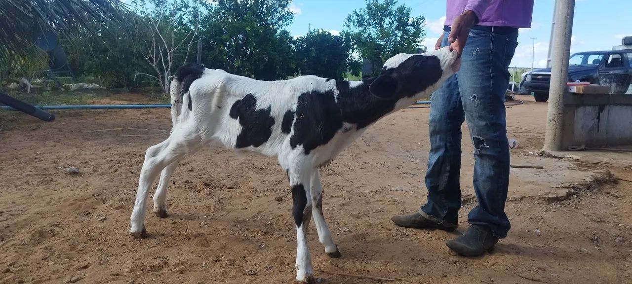 Bezerro de mamadeira  - Foto 2