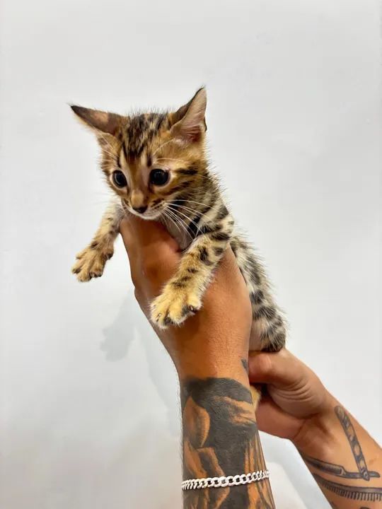 Gatinho Bengal entrega grátis  - Foto 6