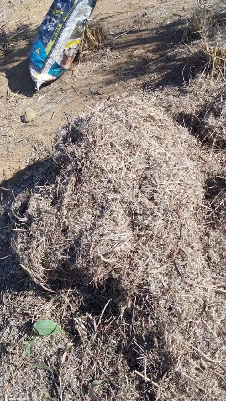 Semente de capim andropogon safra 2025  - Foto 2