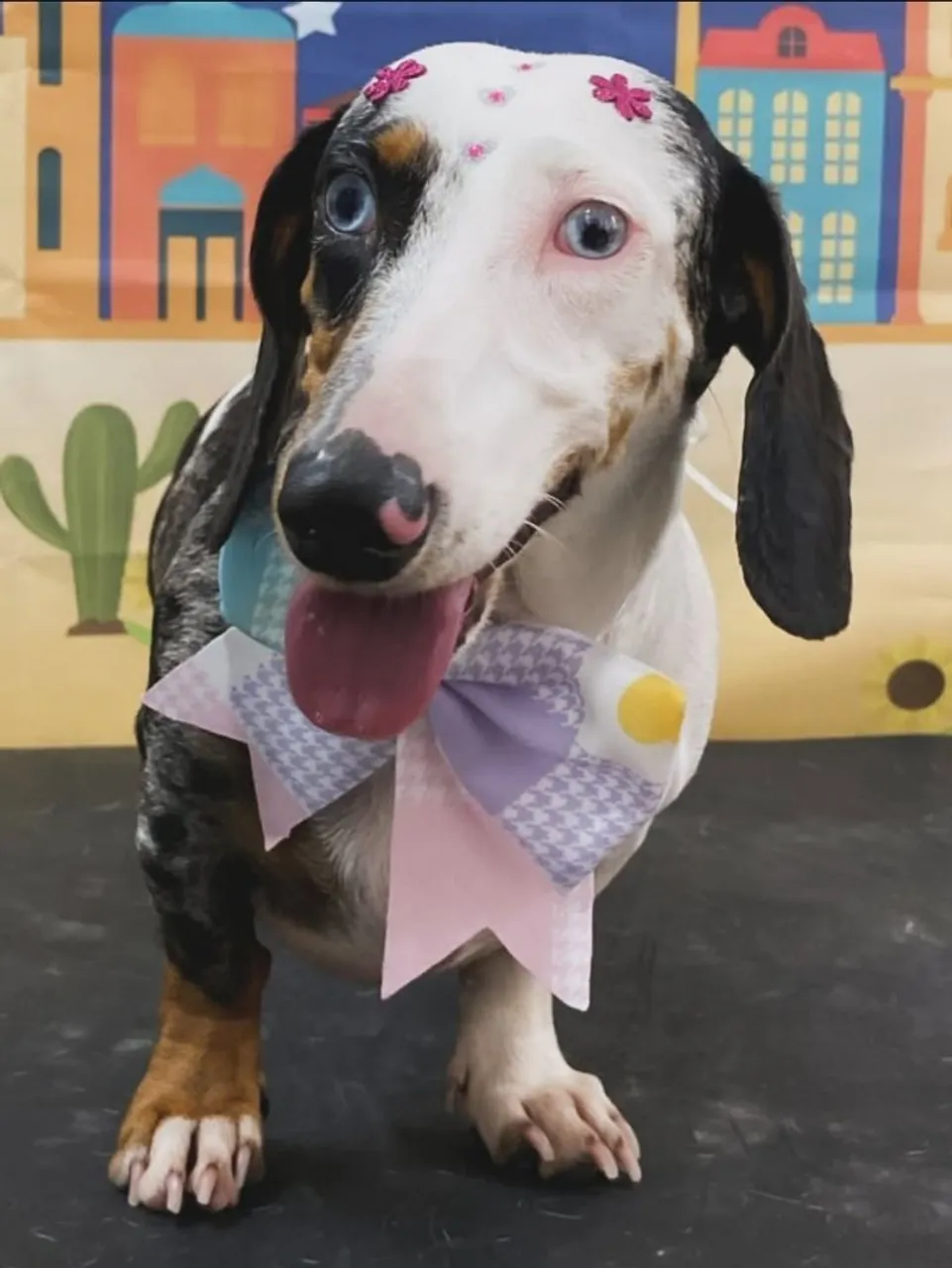 Teckel Dachshund Arlequim fêmea procura namorado