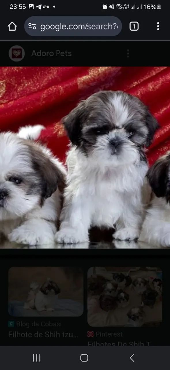 Shitzu femea linda maravilhosa 