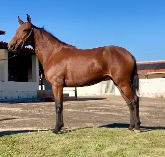 Égua Potra Mangalarga Marchador Marcha Picada