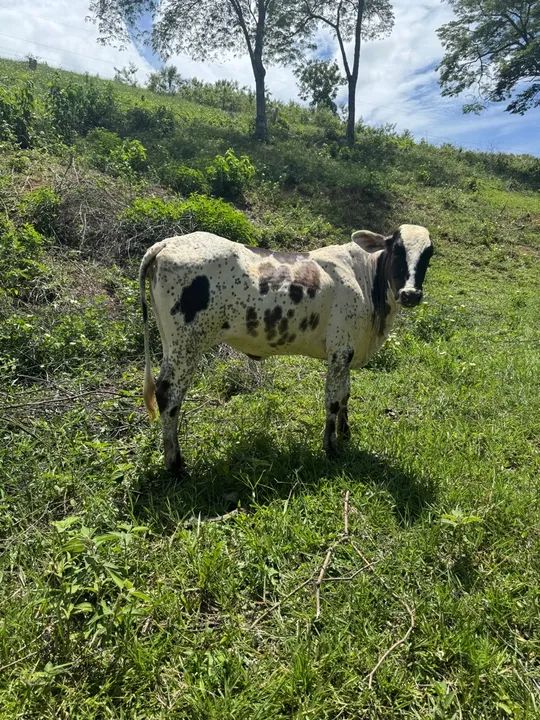 Vaca na hora de parir e gado solteiro  - Foto 5