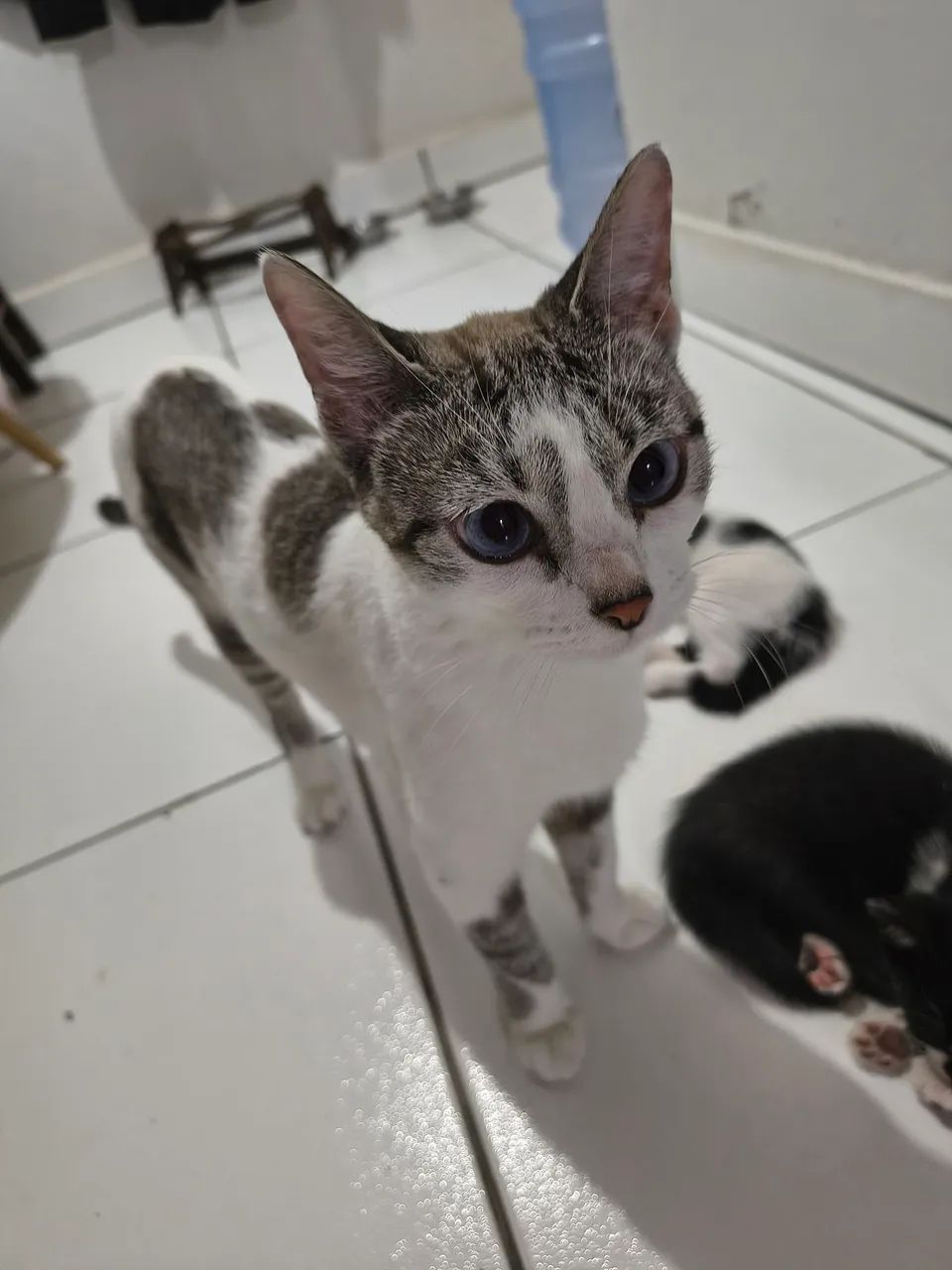 Doação de gatos - Foto 3