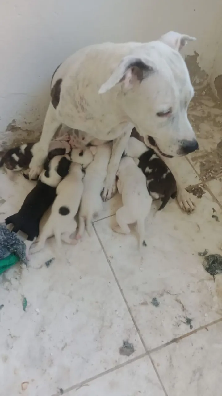 filhotes de Pitbull no precinho 200$