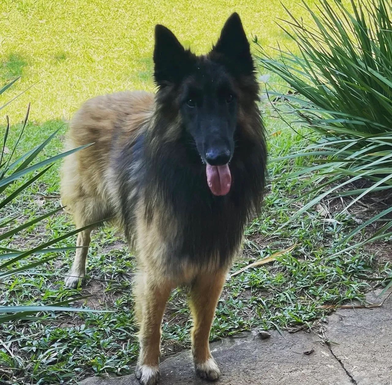 Filhotes de Pastor Belga Tervueren Cachorros Sítios de Recreio