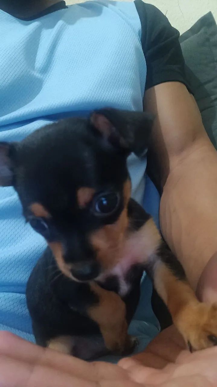 Filhote de Pinscher fêmea N°1 toy. - Foto 3