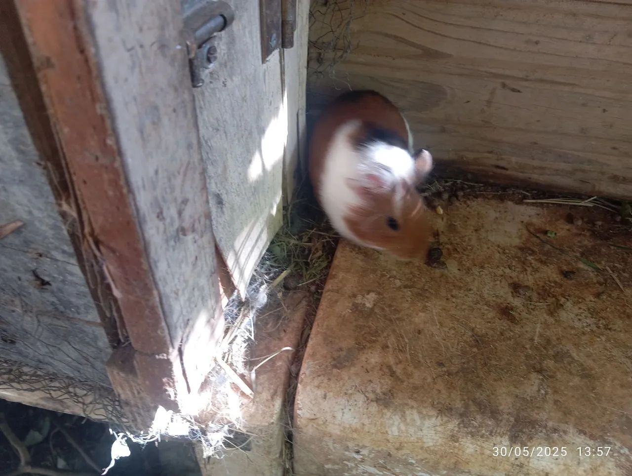 Porquinho da Índia  - Foto 6