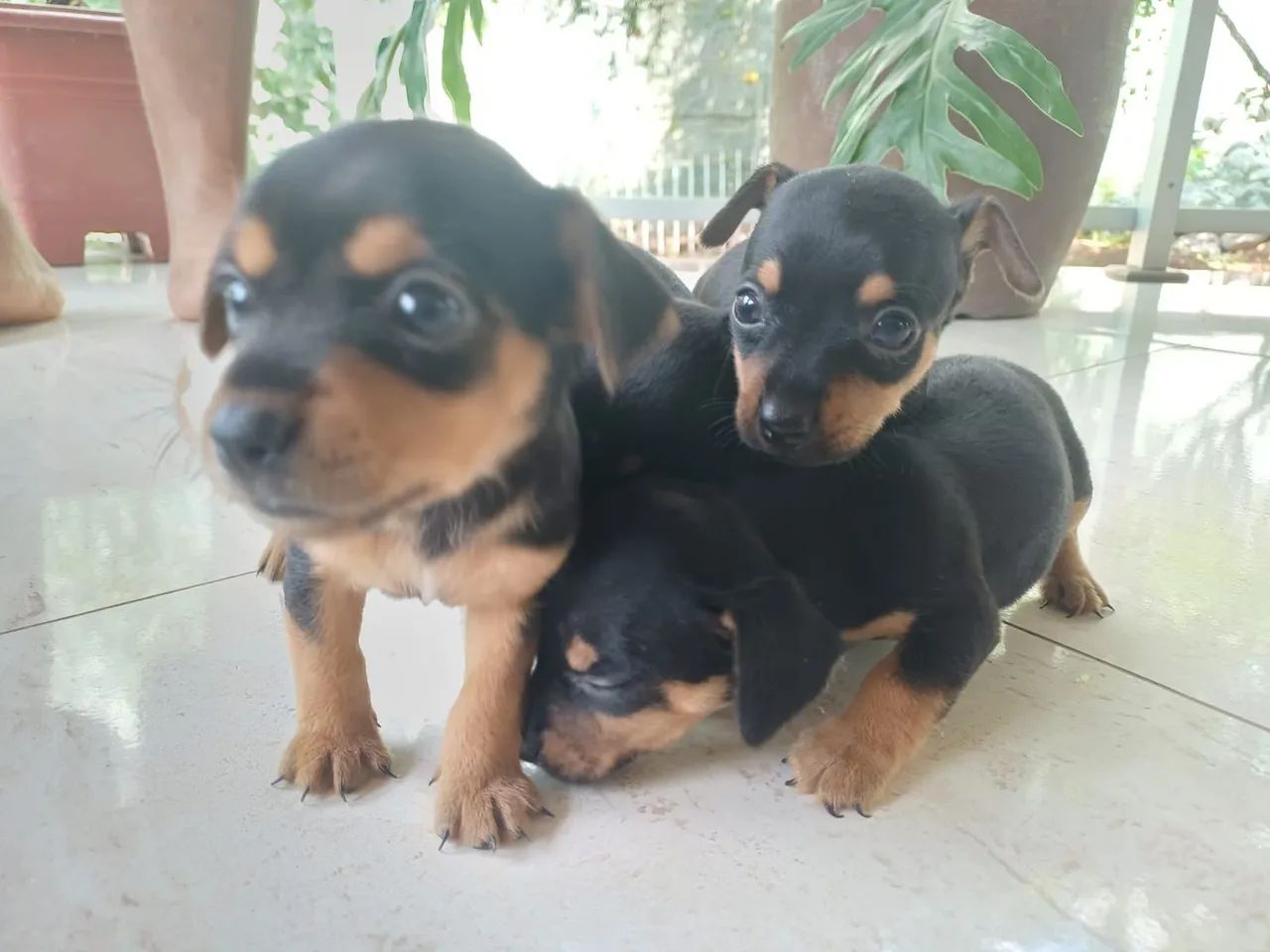Filhote pinscher 1 - Foto 2