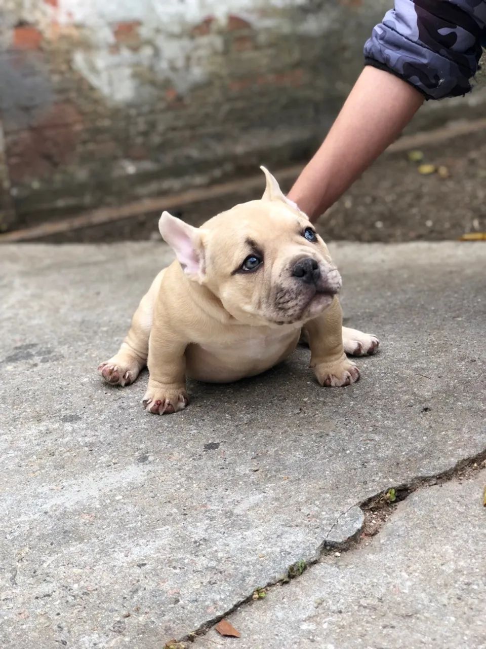 American bully micro - Foto 2
