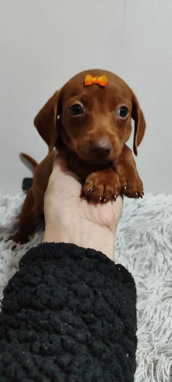 Basset fêmeas filhotes disponíveis cachorro  - Foto 2