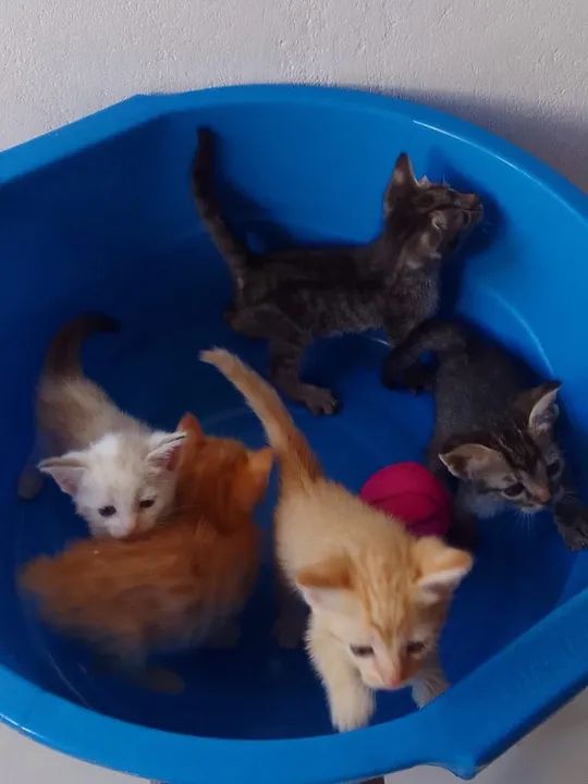Gatos pra adoção  - Foto 2