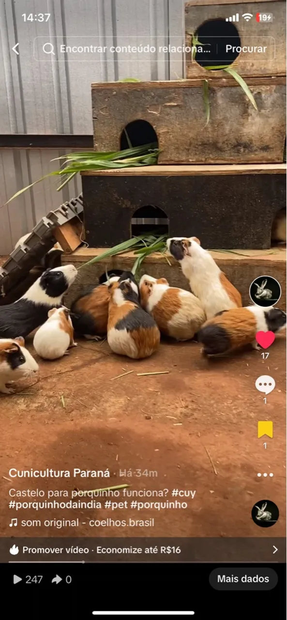Porquinho da índia 