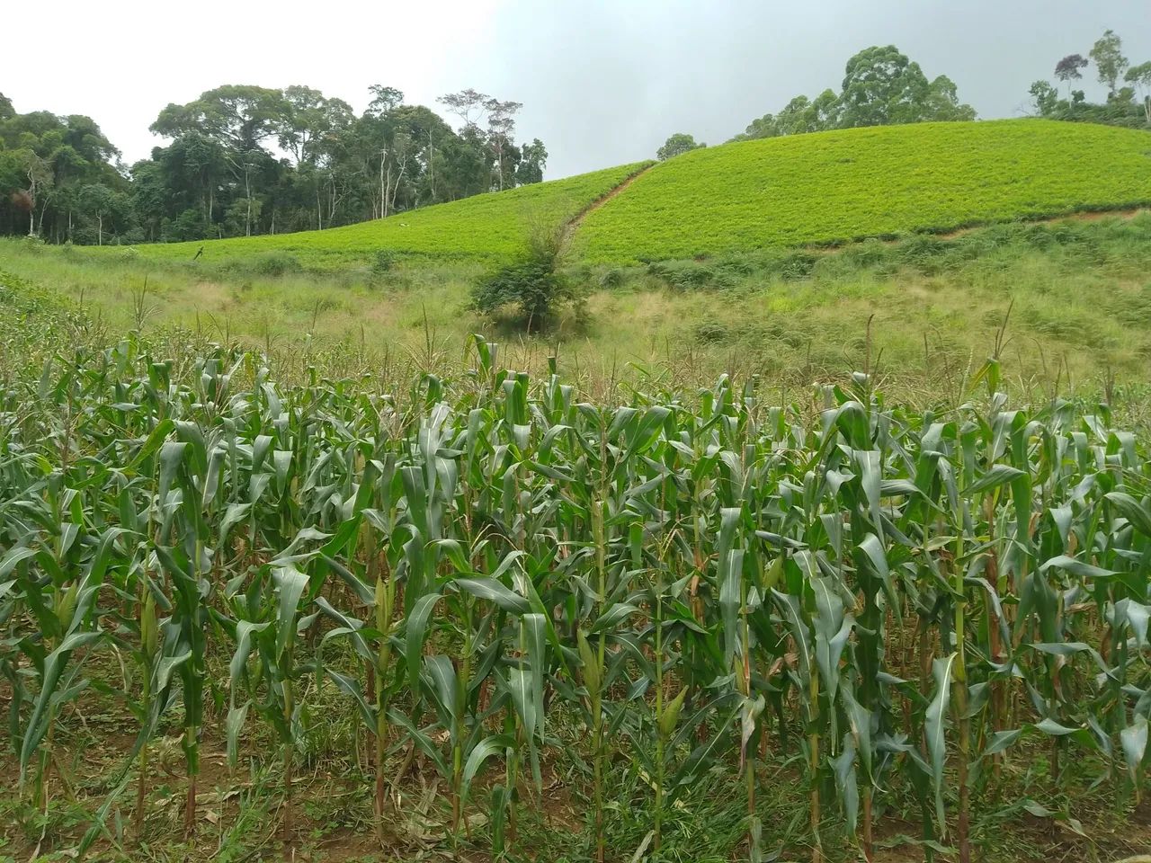 Sítio pedras azul 4 alqueires  - Foto 14