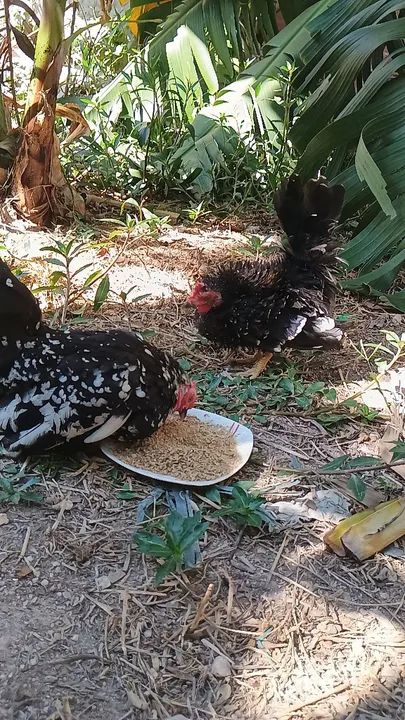 Casal mine garnisés - Foto 3