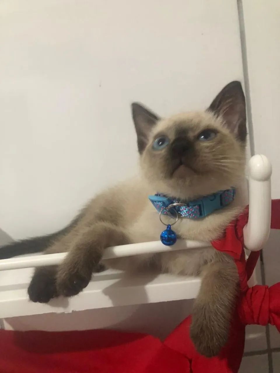 Filhote macho 3 meses - Foto 3