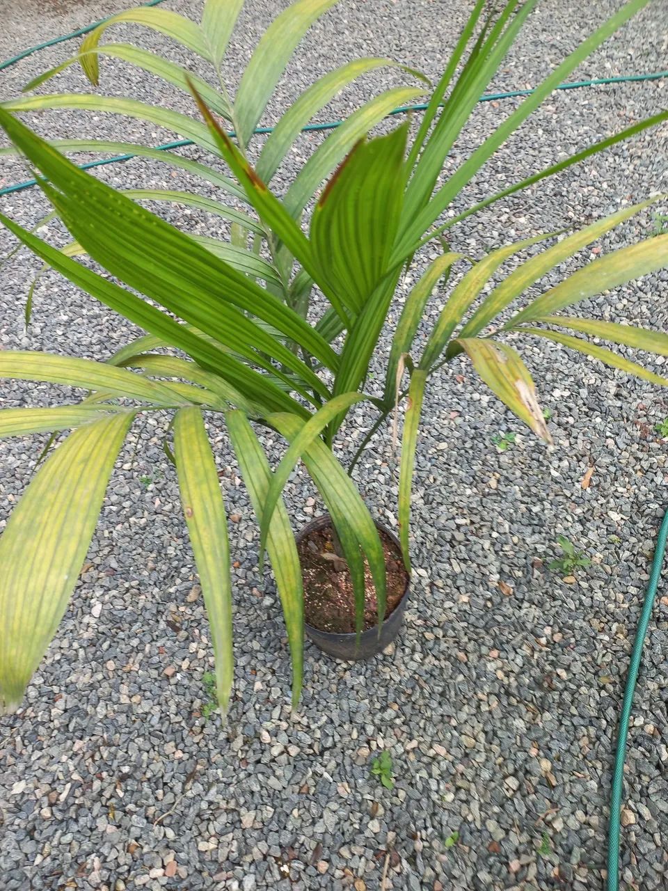  VENDO MUDAS PALMITOS E PALMEIRAS  - Foto 3