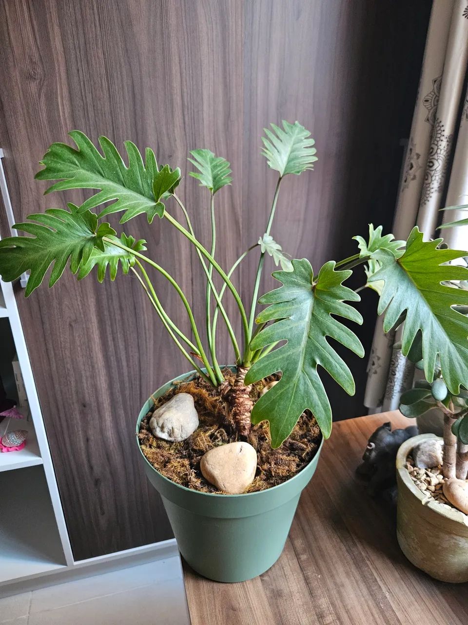 Planta xanadu Adulta - Foto 2