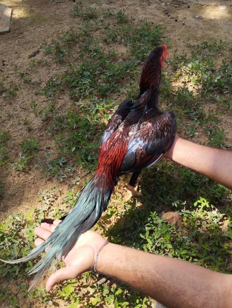 Vendo frango
