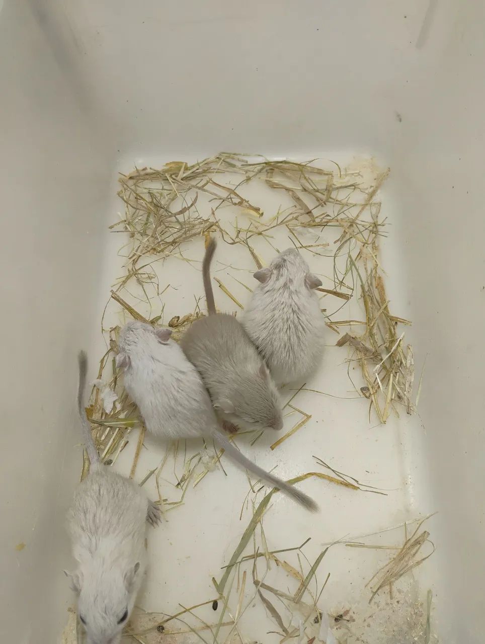 Gerbil / Esquilo da Mongólia  - Foto 4