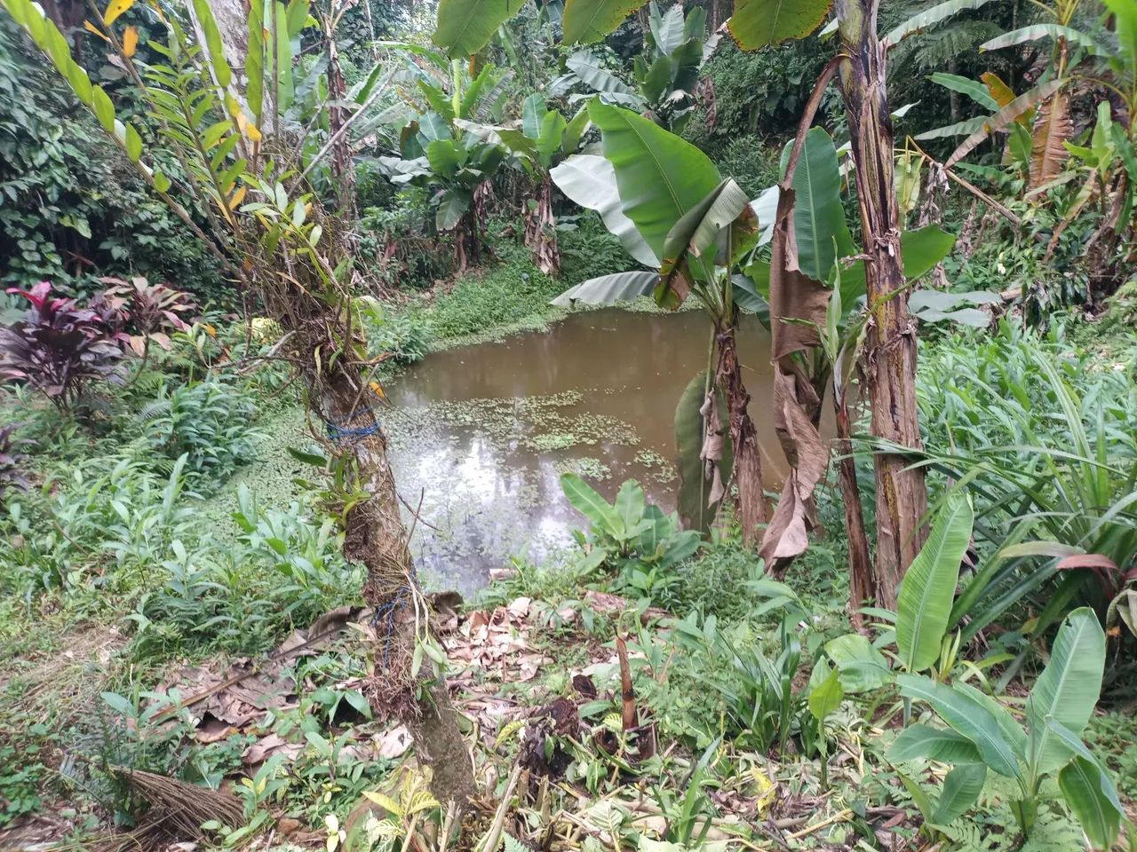 vendo chácara em Morretes PR - Foto 2