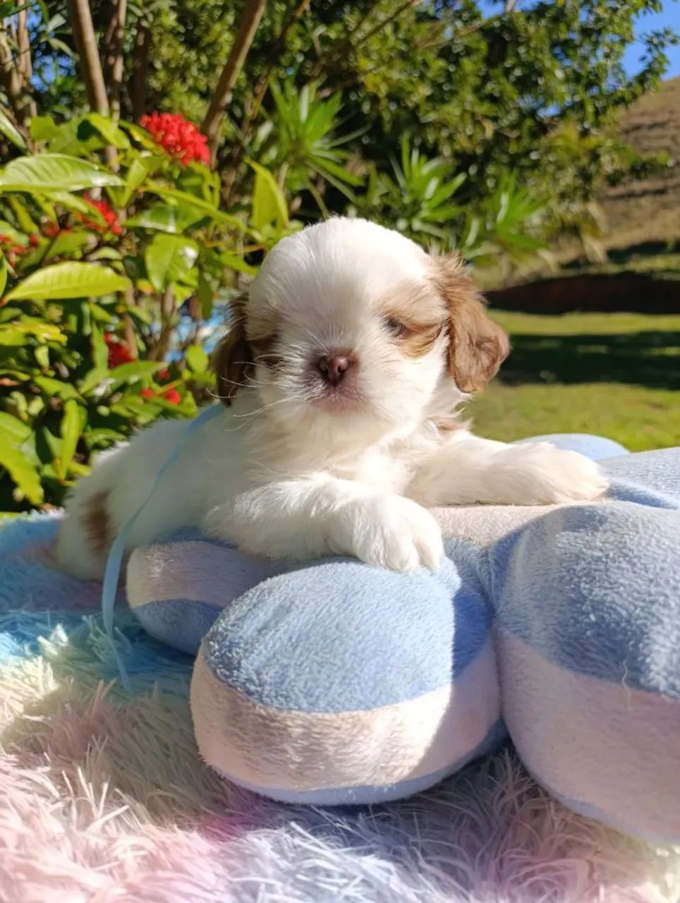 Shihtzu  - Foto 2