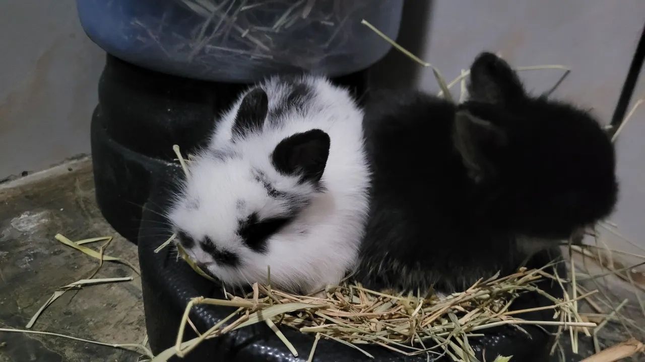Mini Coelho Teddy e Lion