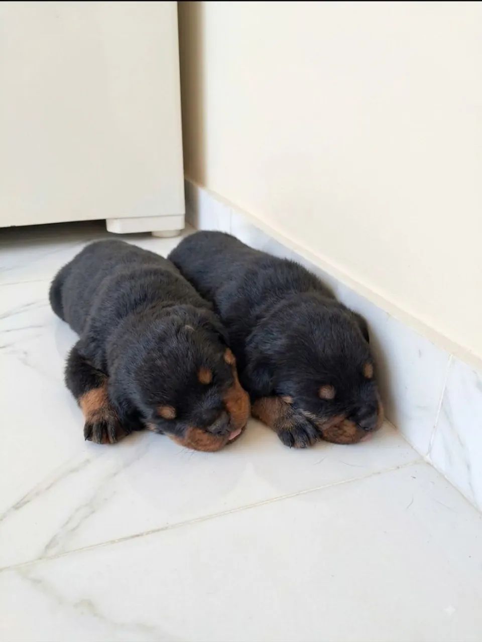 Rottweiler com Pedigree CBKC - Foto 3