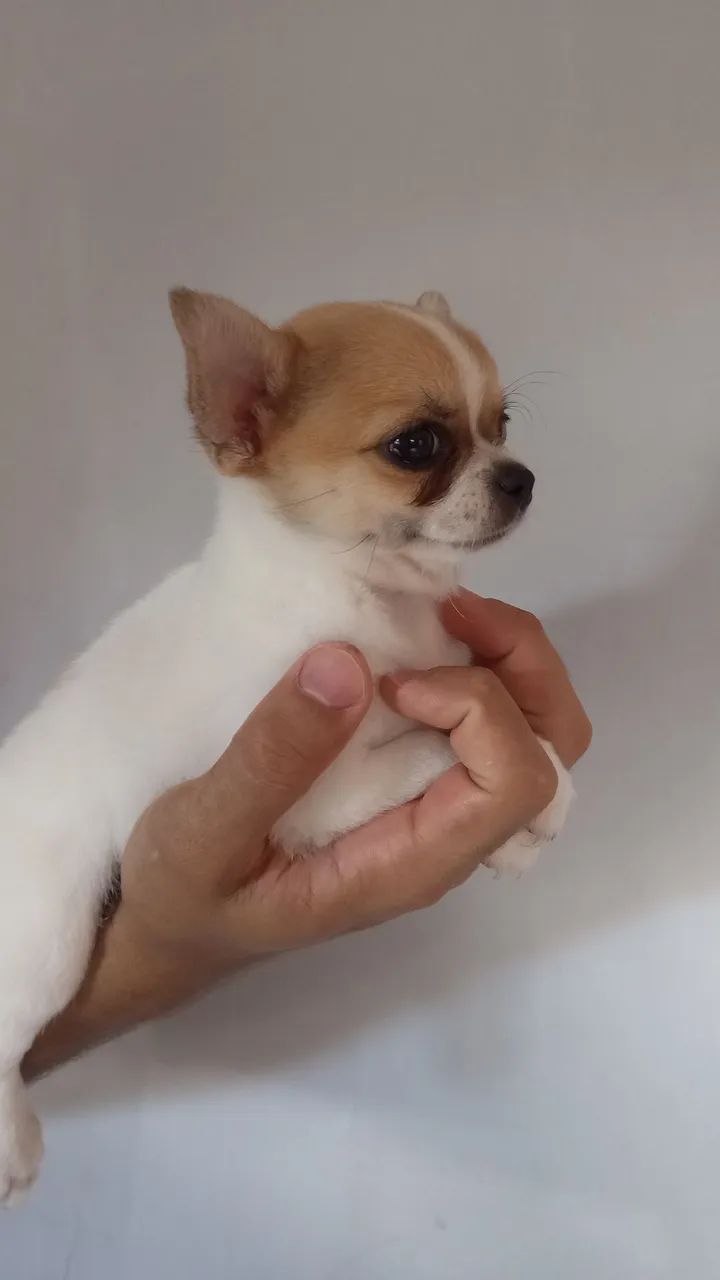 Chihuahua macho  - Foto 4
