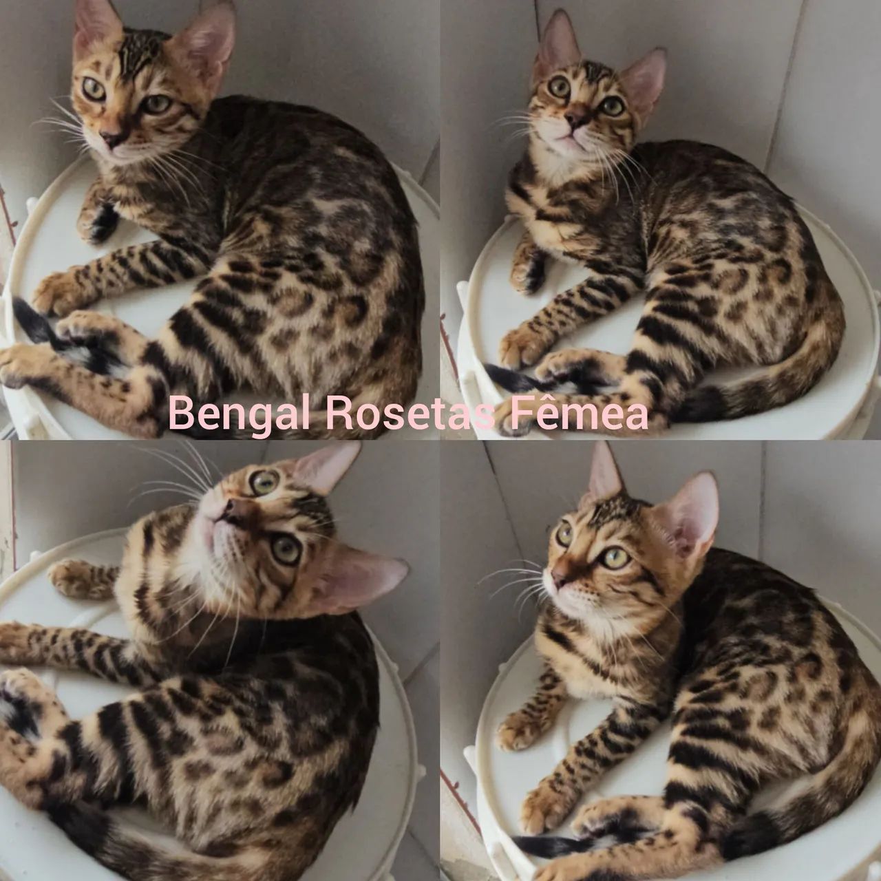  Bengal de Rosetas e Marble - Gatil BSB Cat  - Foto 3