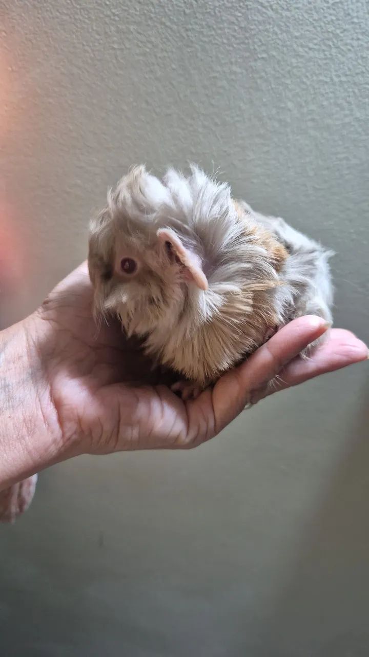 Porquinho da Índia Peruano - Foto 2